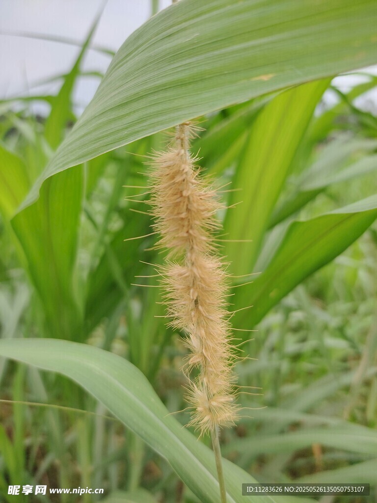 田野中的狗尾草特写