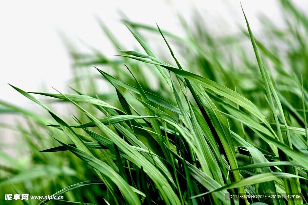 嫩绿青草特写