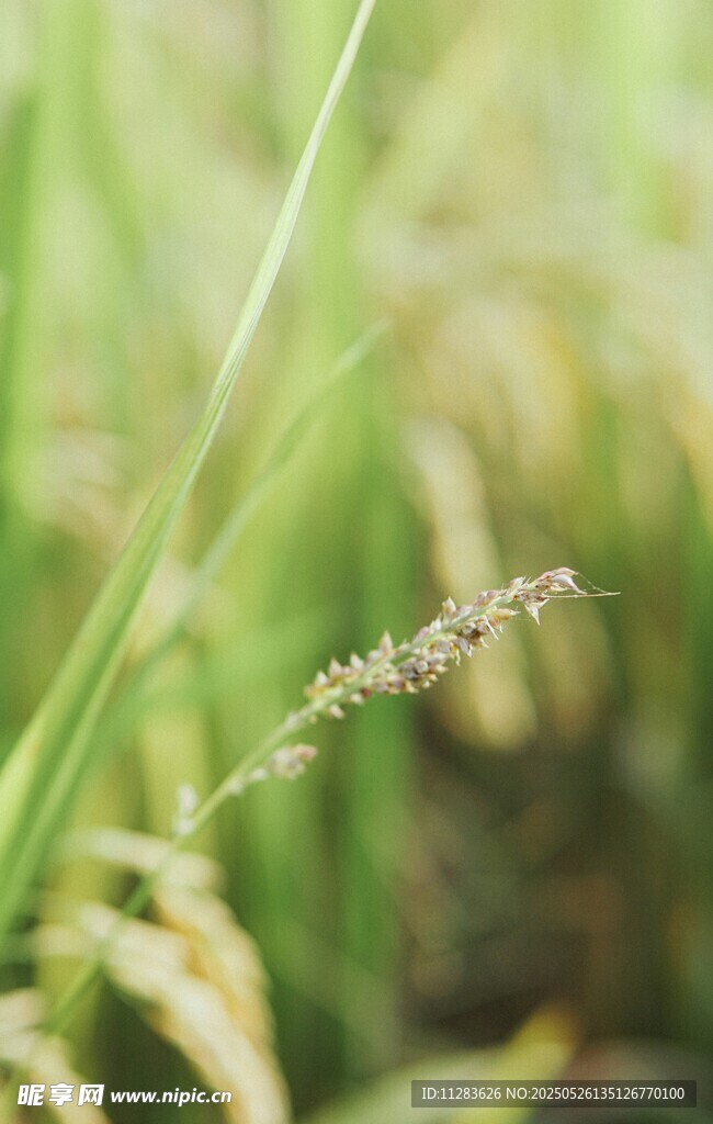 稻田中的纤细植物