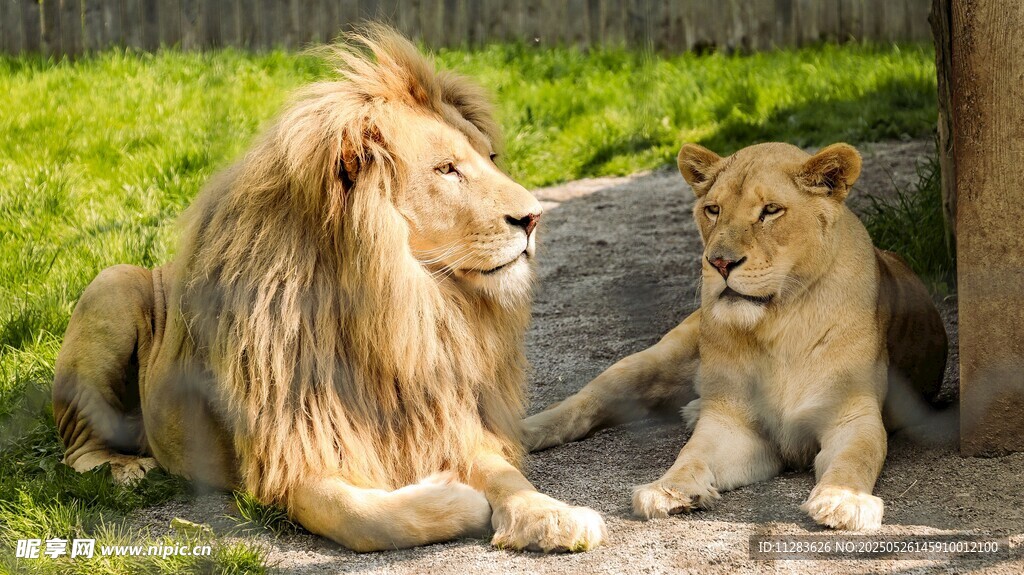 狮父子亲昵互动场景