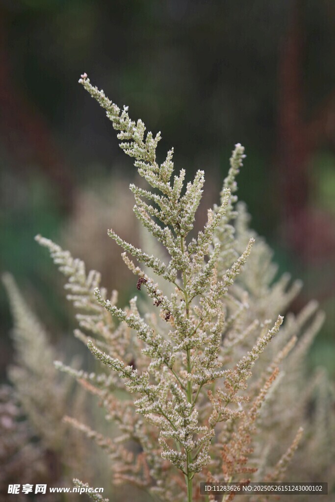 金黄蕨类植物特写