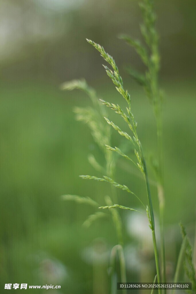 嫩绿野草生机盎然