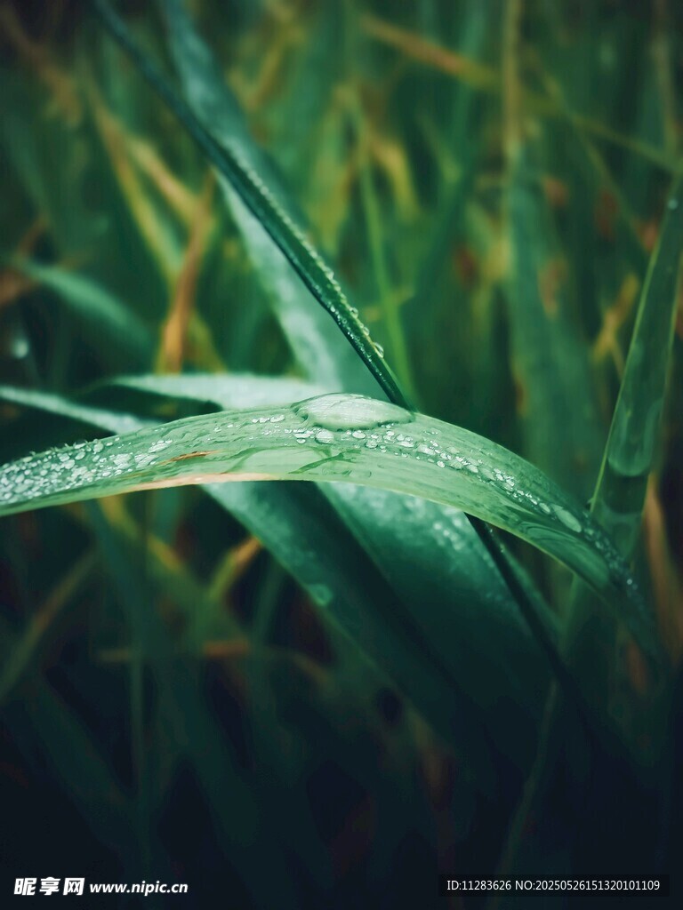 带露珠的翠绿叶片