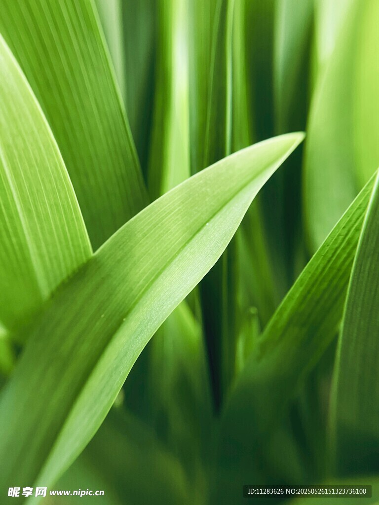翠绿叶片特写