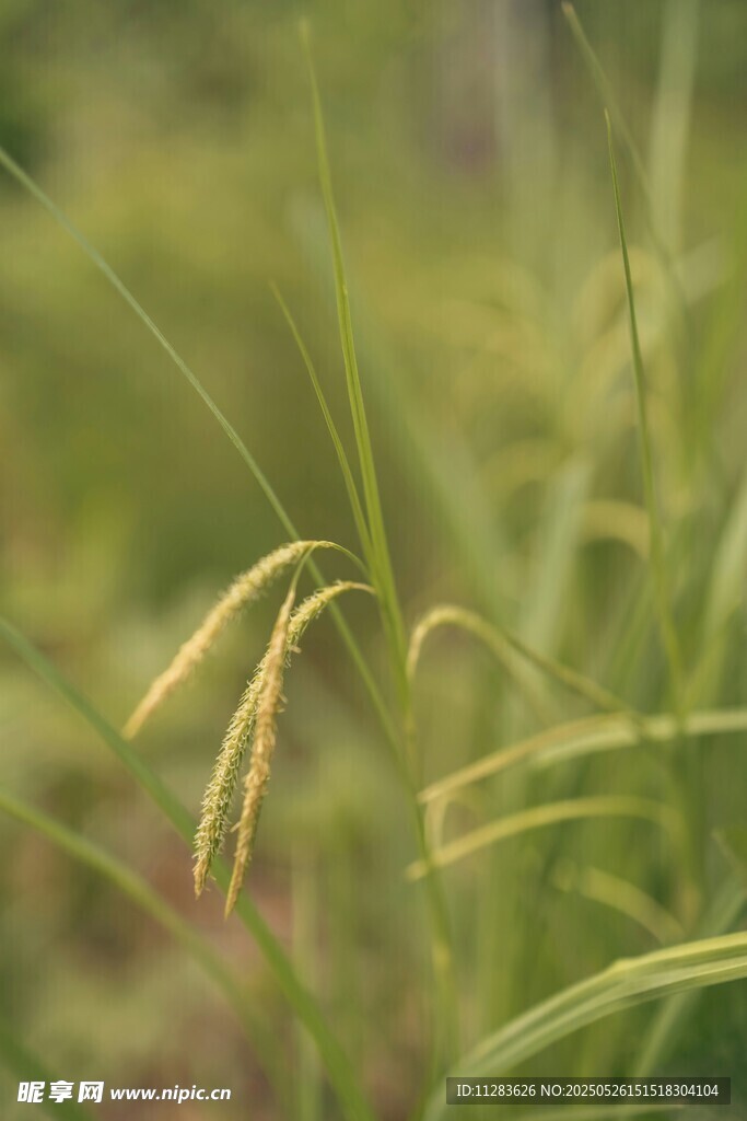 金黄稻穗在绿野中摇曳