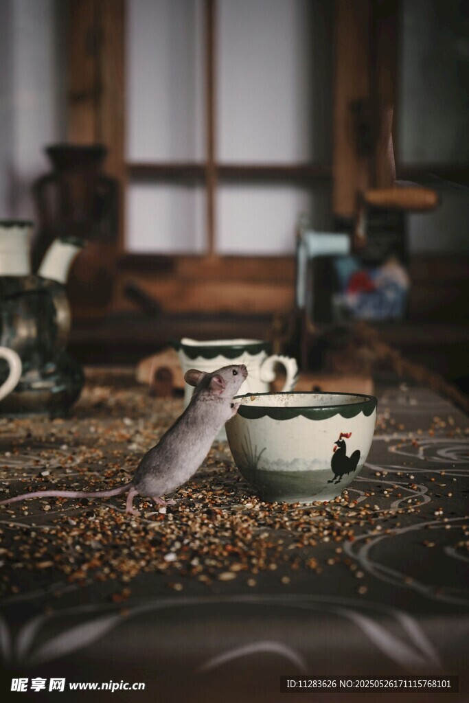 老鼠