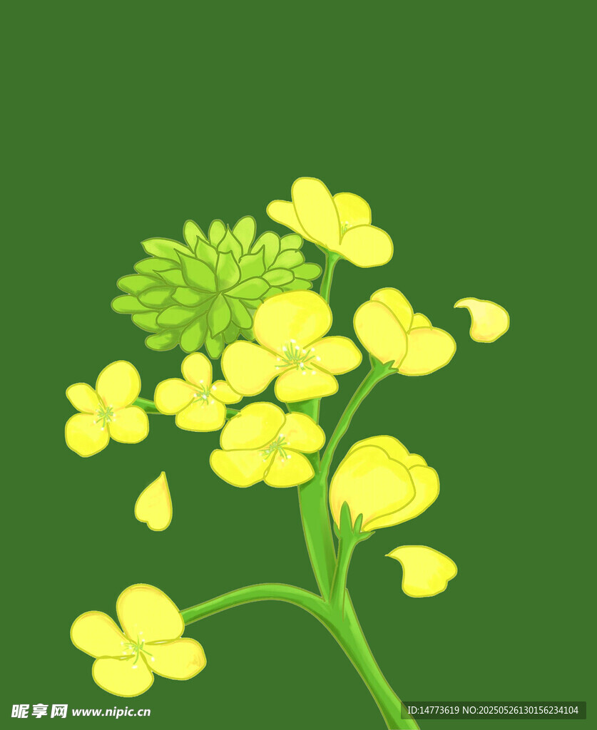 黄花菜插画