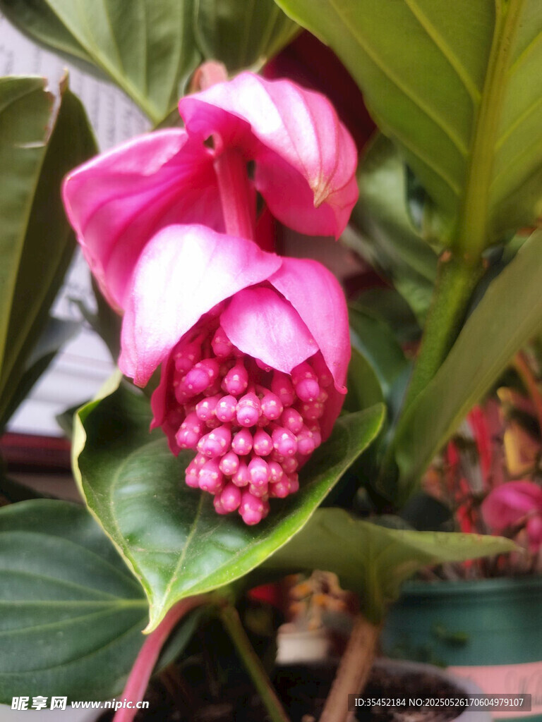 粉苞酸脚杆花朵