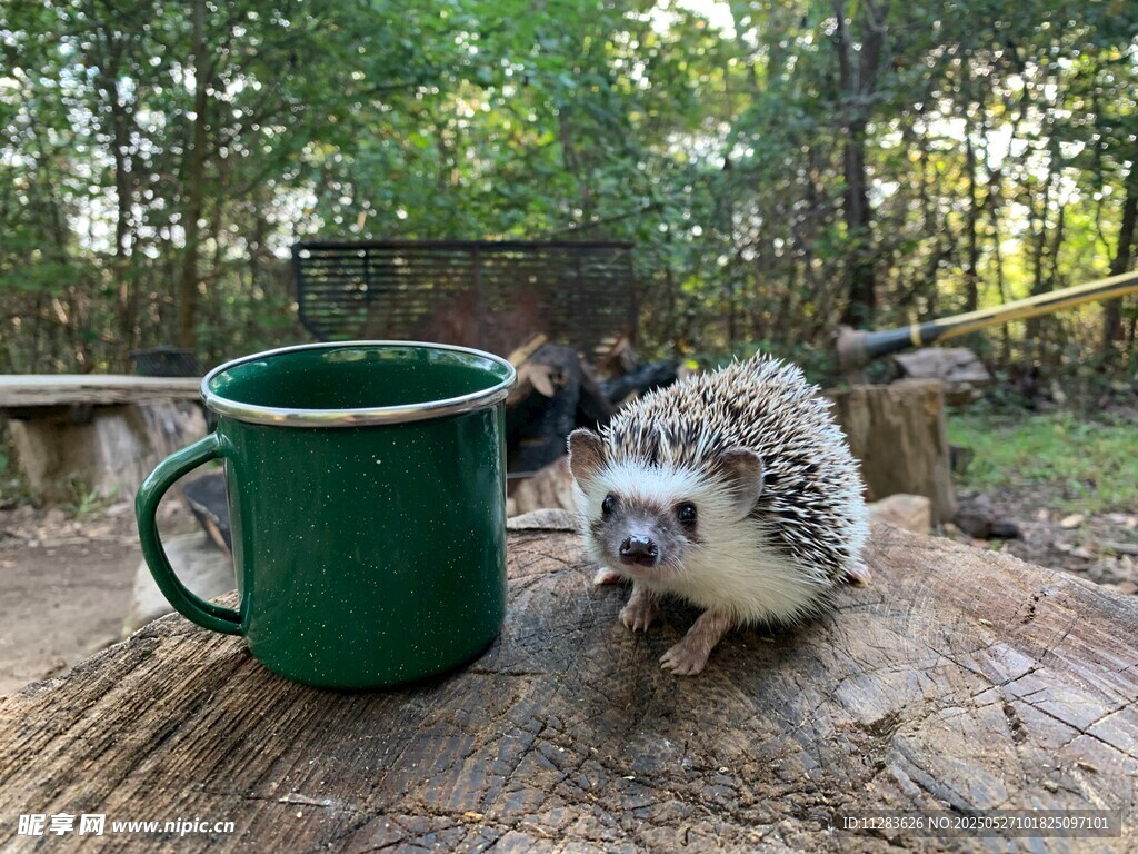 木桌上的刺猬与绿色杯子