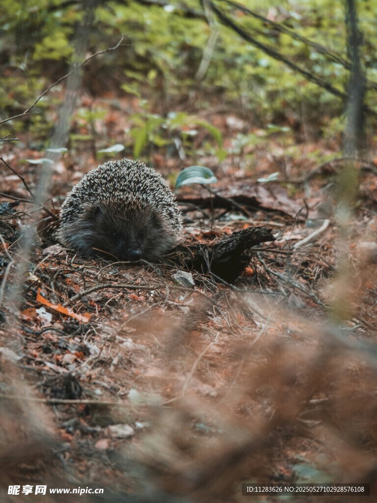 林间觅食的刺猬