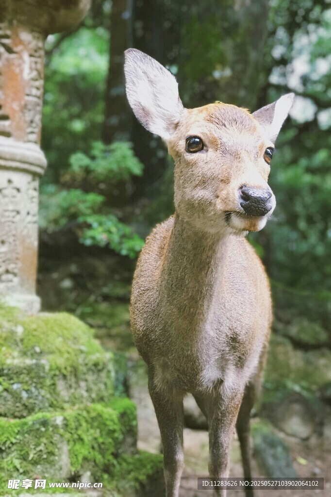林间小鹿