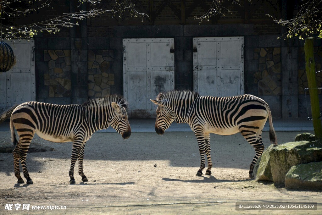 动物园中对视的两只斑马