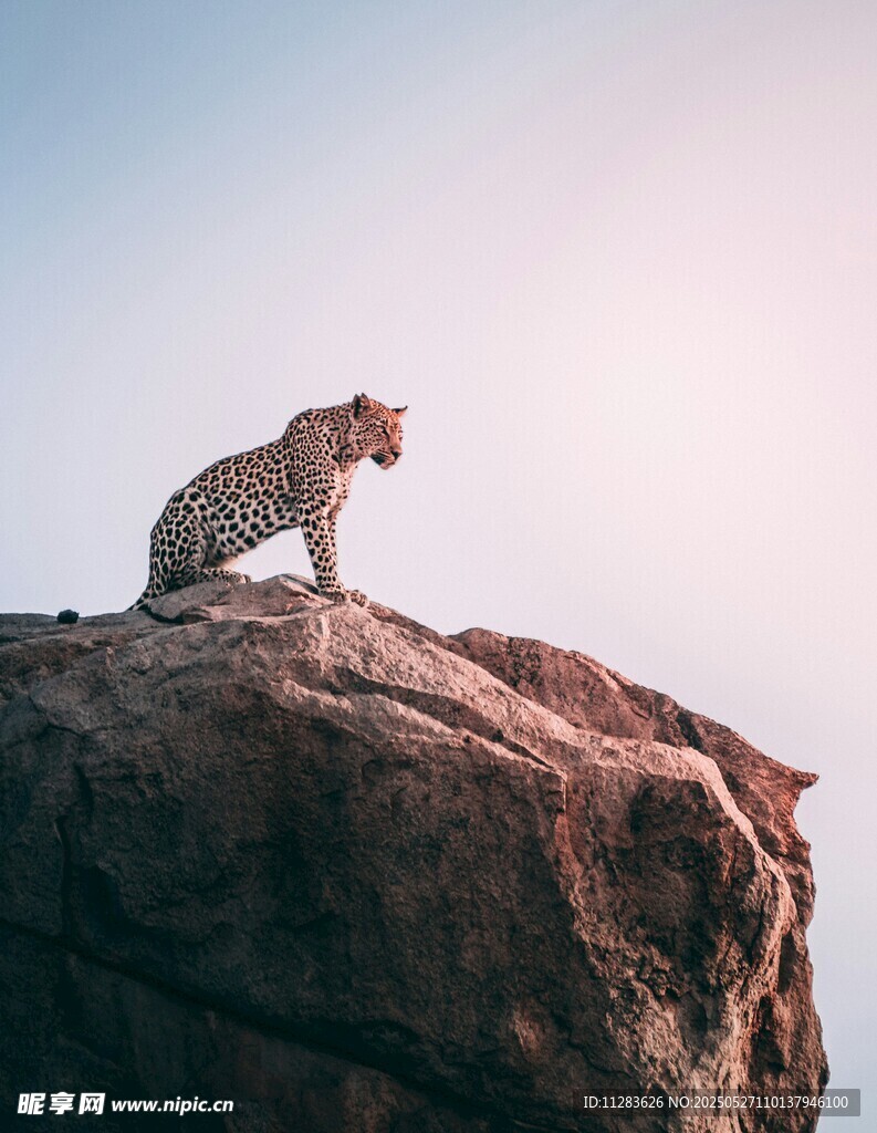 岩石上的猎豹眺望远方