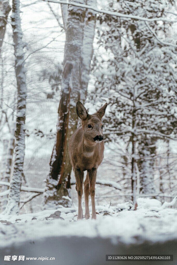 雪地中伫立的小鹿