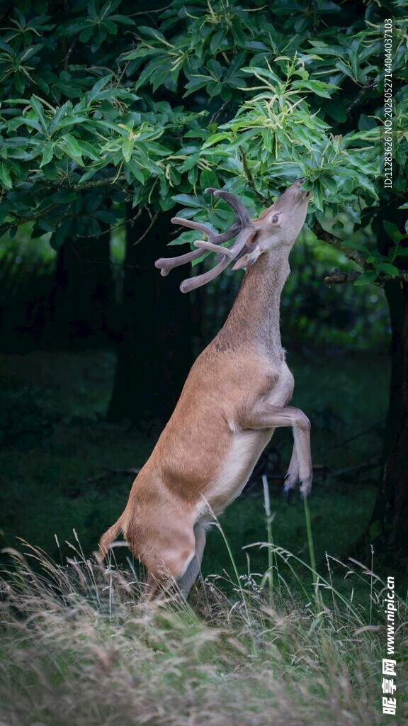 鹿于林间跃起