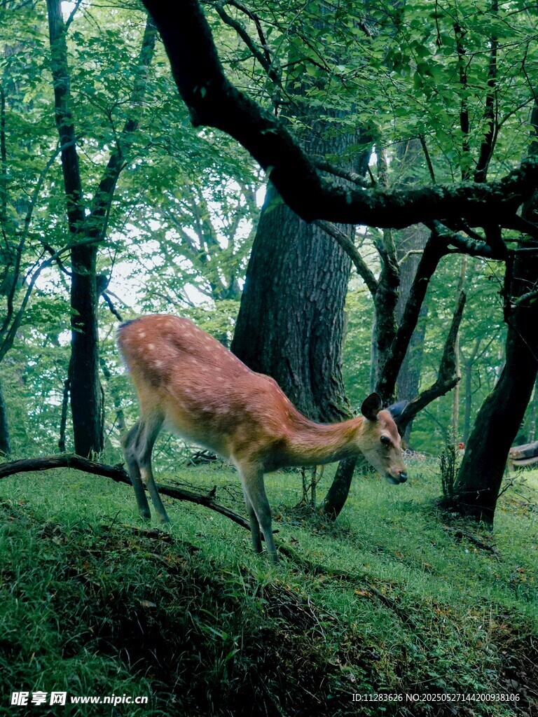 林间小鹿漫步