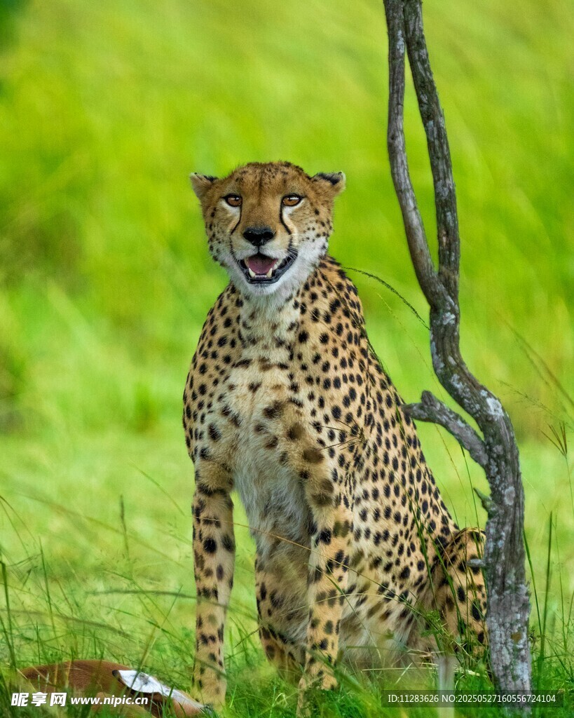 草原上的猎豹