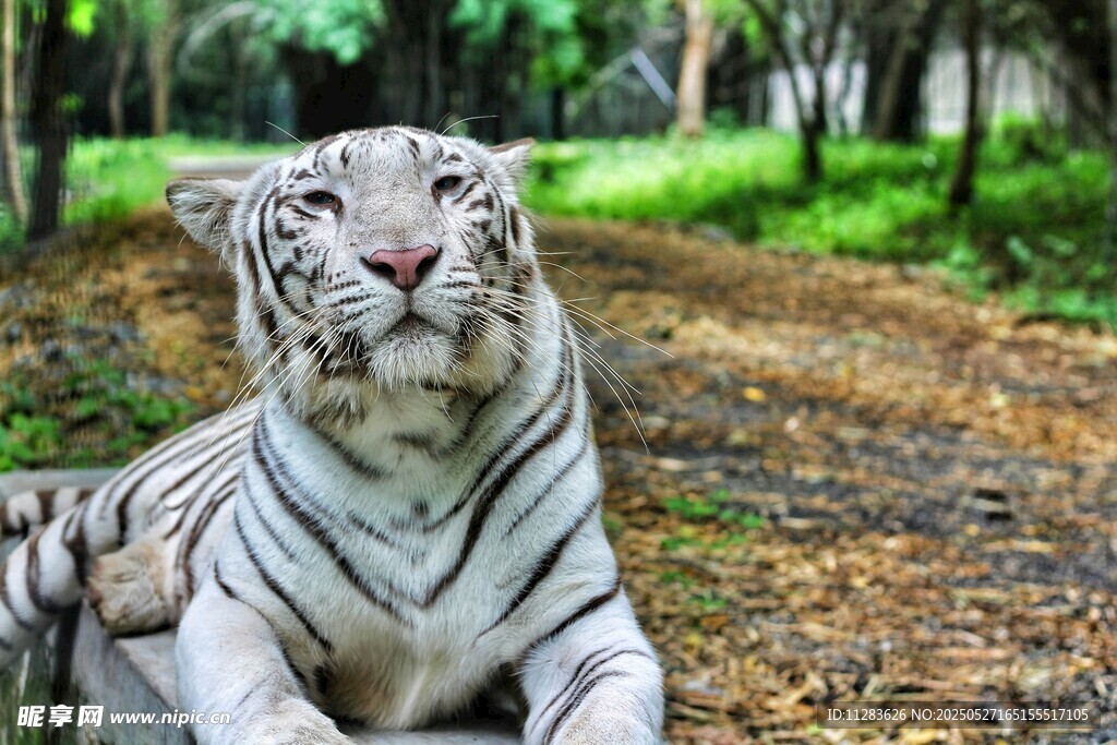 林中休憩的优雅白老虎