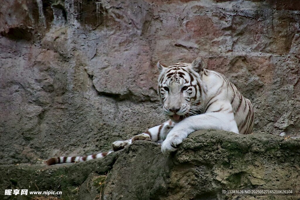 白虎休憩于岩石之上