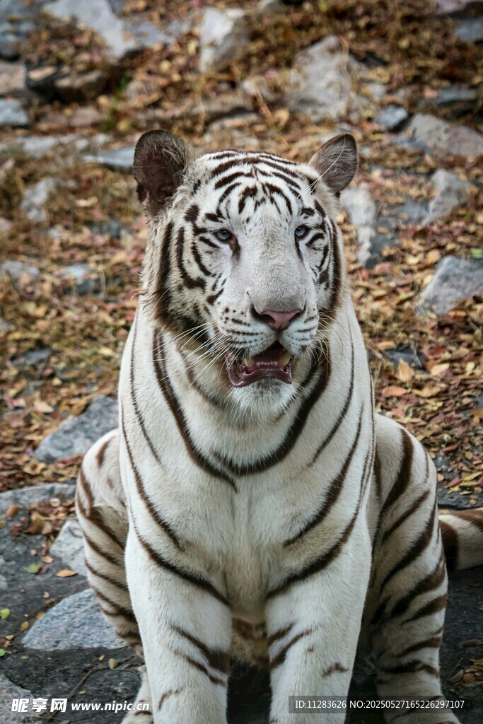 白虎端坐于石间