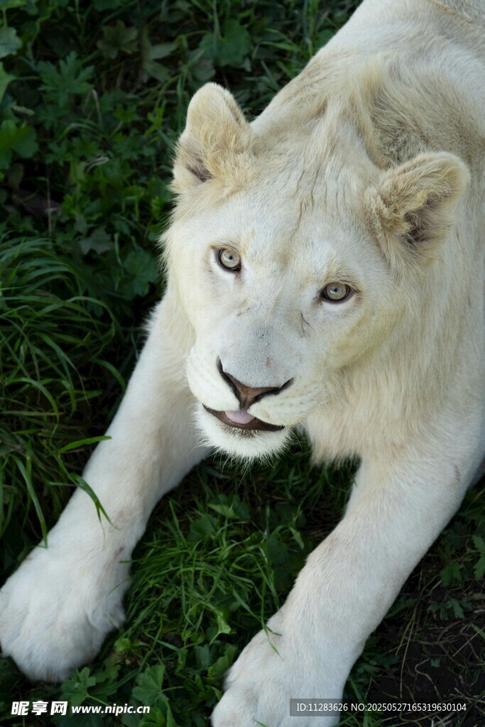 卧于草地的美丽白狮子