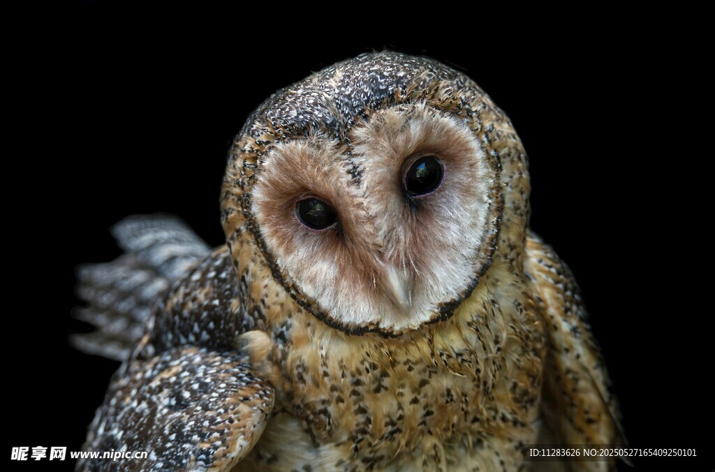 呆萌猫头鹰特写