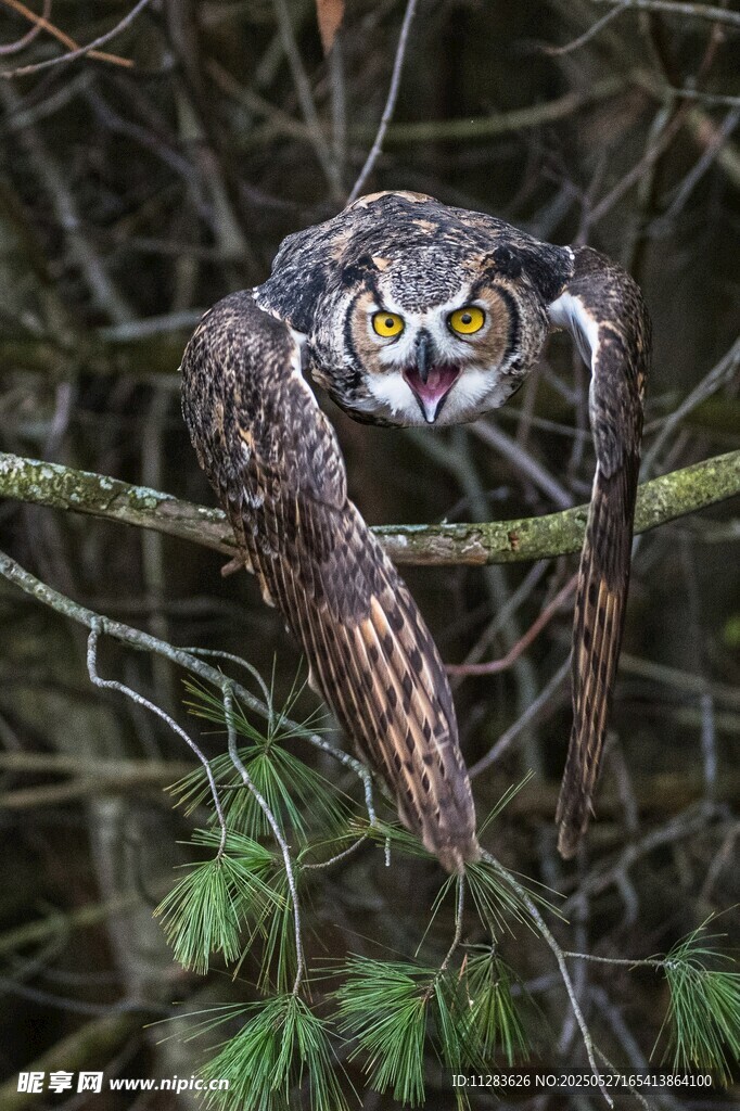 树枝上的猫头鹰