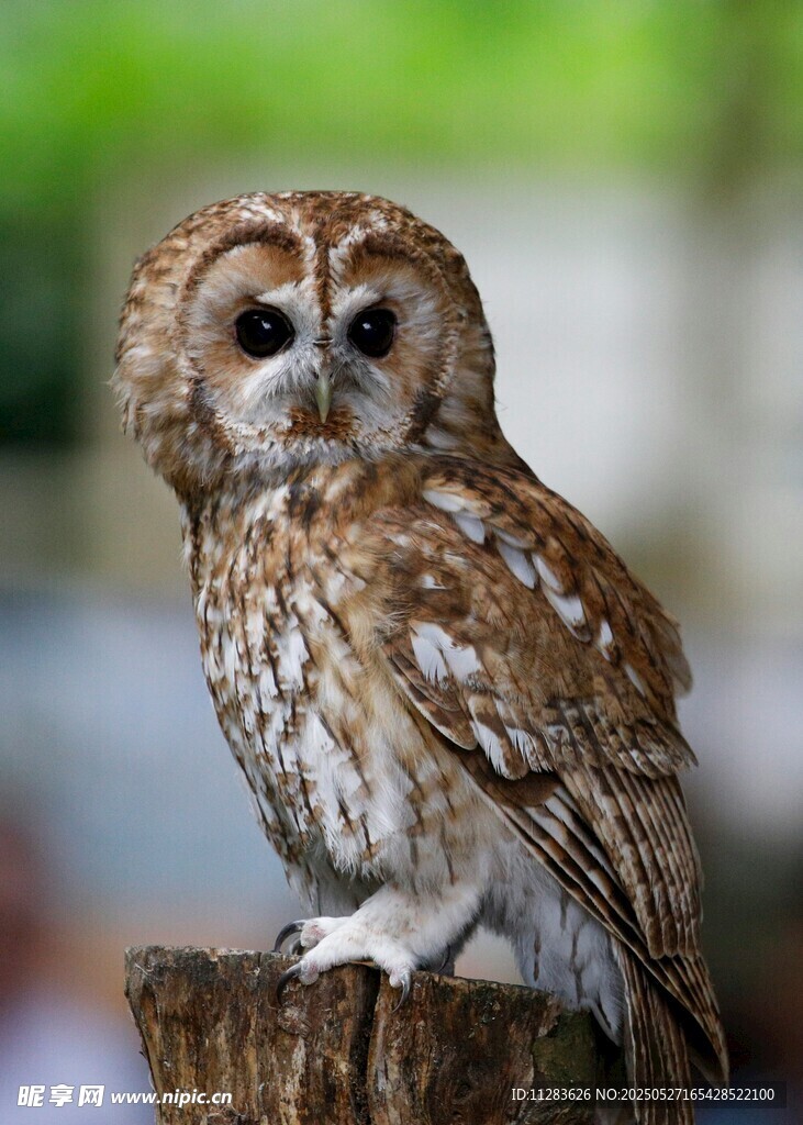 栖息于木桩的棕色猫头鹰