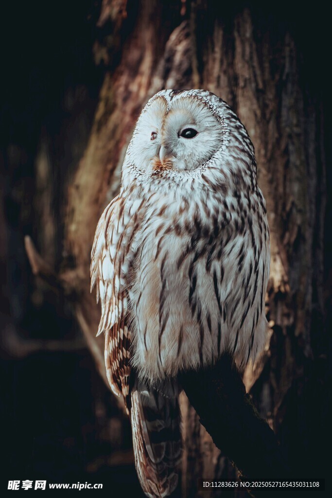 雪地中的猫头鹰