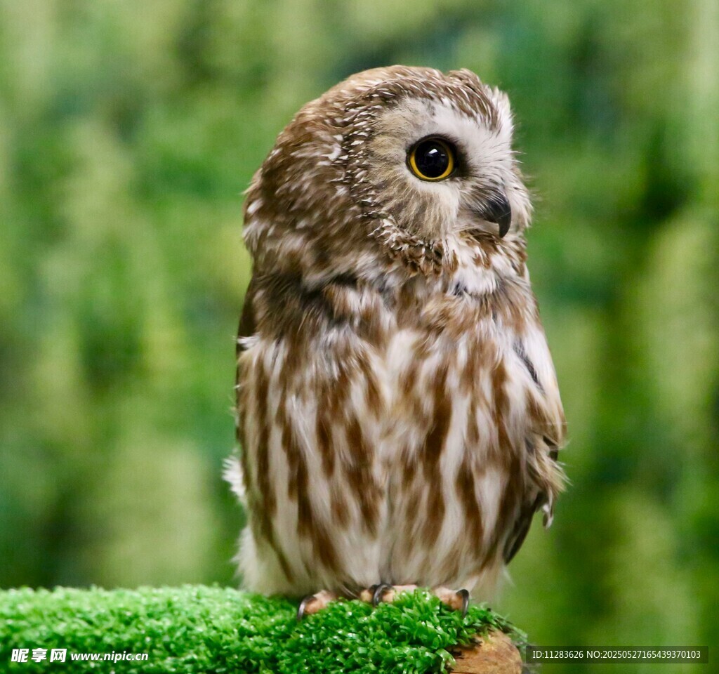 站在绿枝上的小巧猫头鹰