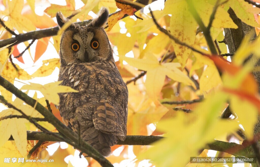 栖息于黄叶树枝的猫头鹰