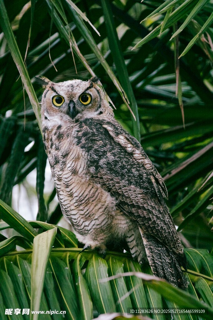 栖息于绿叶间的猫头鹰
