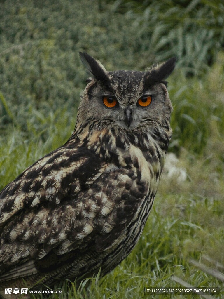 草地上的猫头鹰