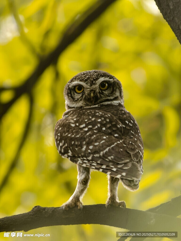枝头的可爱斑点小鸮