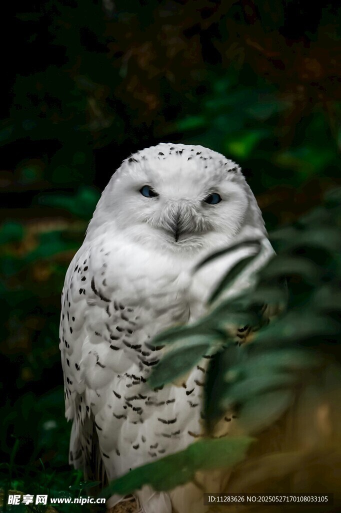 雪地中的白色猫头鹰