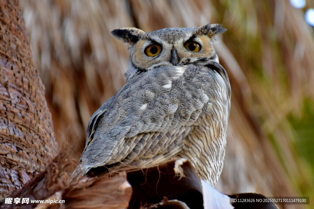 栖息于树的猫头鹰