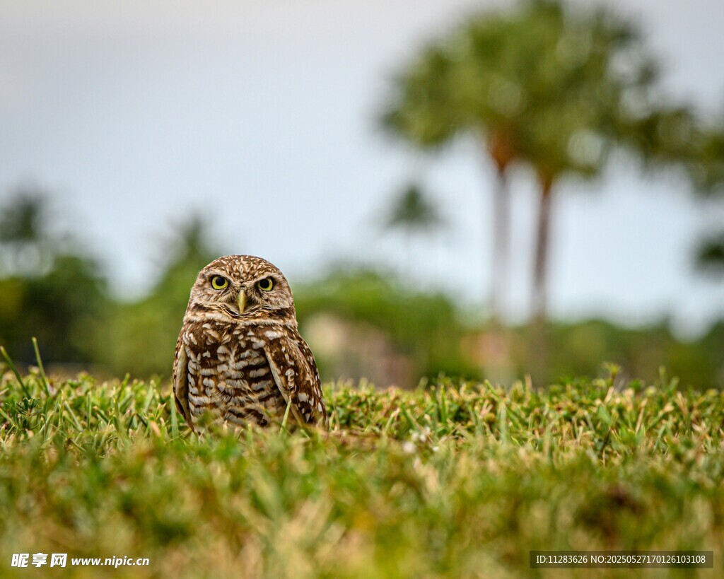 草地上的猫头鹰
