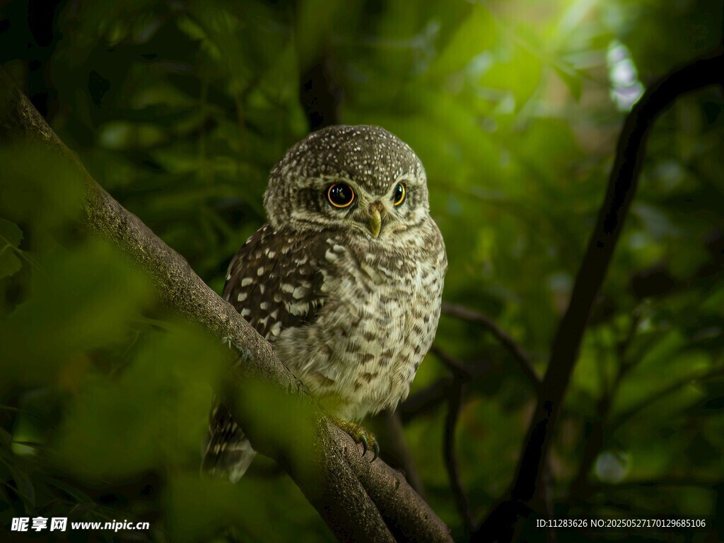 树枝上的可爱斑点猫头鹰