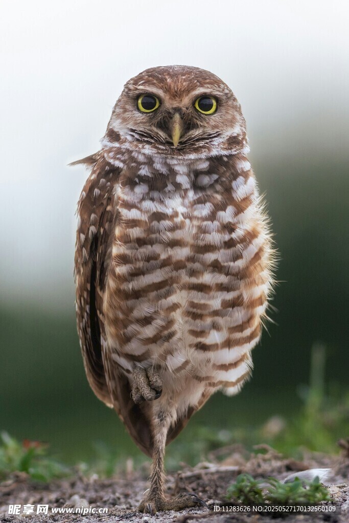 站立的斑点猫头鹰
