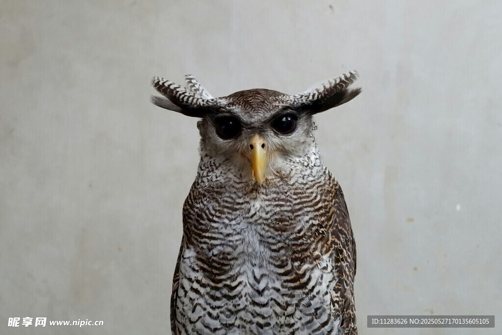 大眼猫头鹰特写