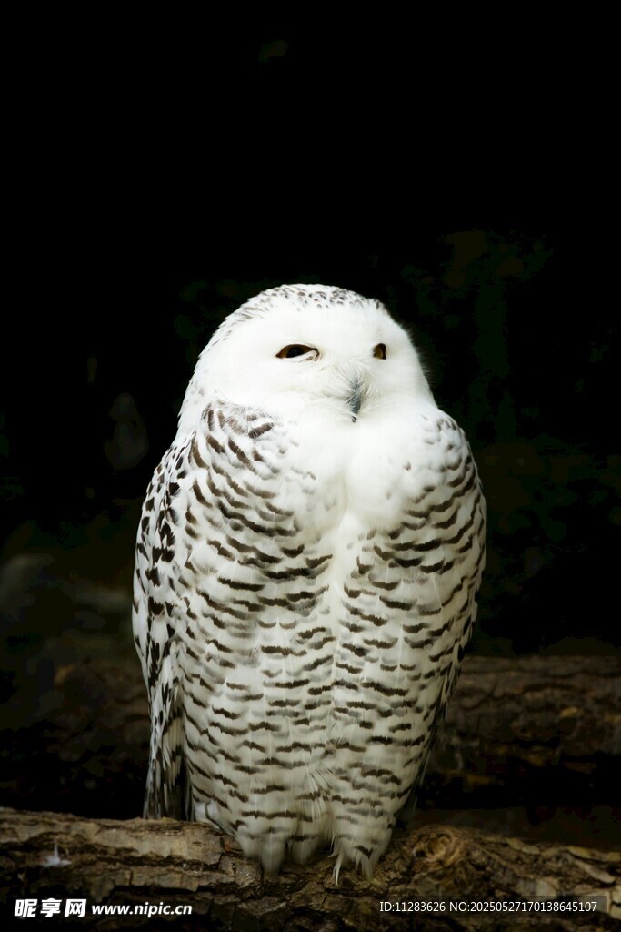 雪地中的优雅白猫头鹰