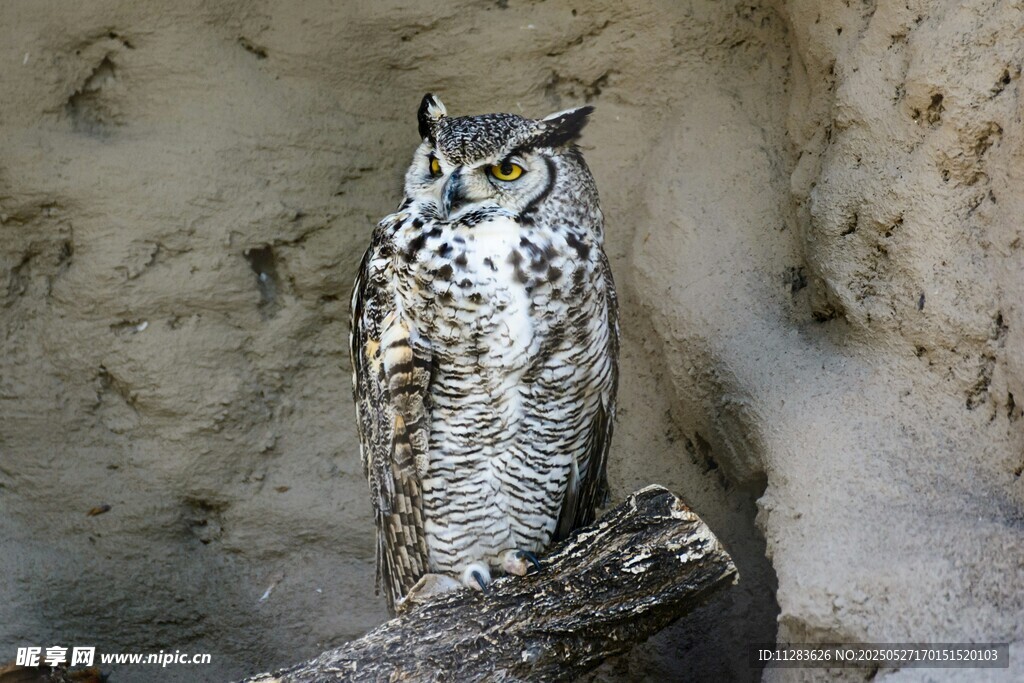 岩石上的猫头鹰