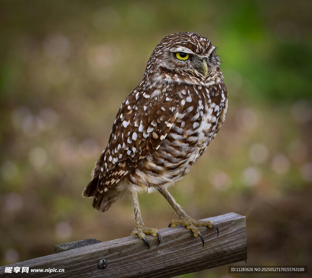 站在木杆上的斑点猫头鹰