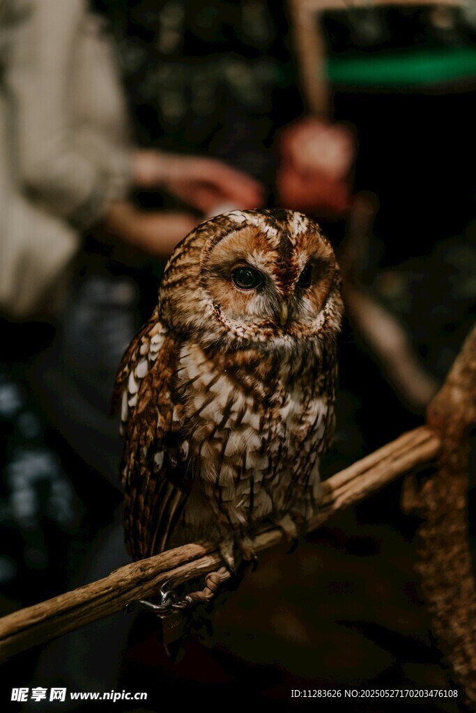栖息枝头的可爱猫头鹰
