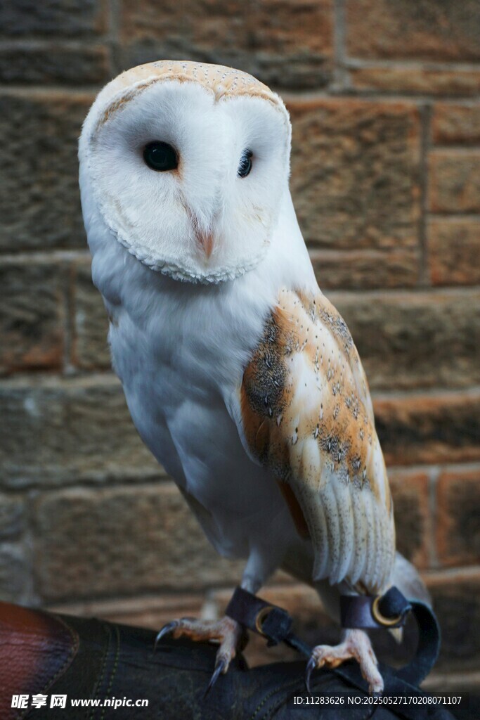 站在砖墙边的白色猫头鹰