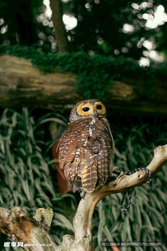 树枝上的猫头鹰