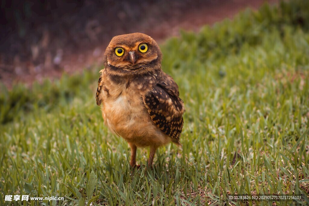 草地上的可爱猫头鹰