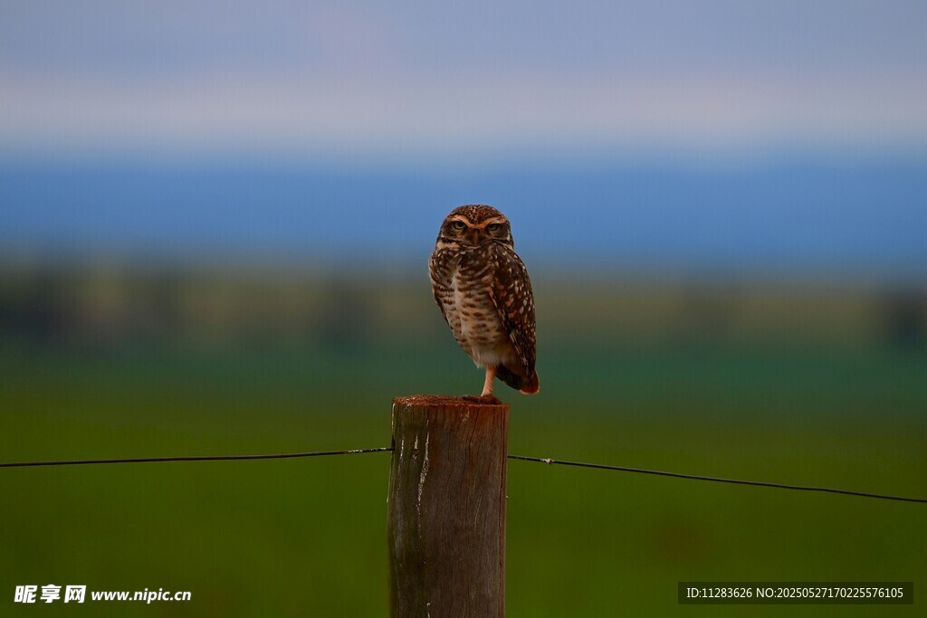 木桩上的猫头鹰