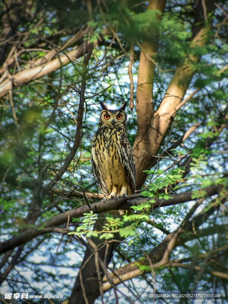 树枝上栖息的斑斓鸟儿
