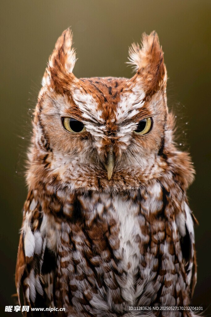 小巧猫头鹰特写